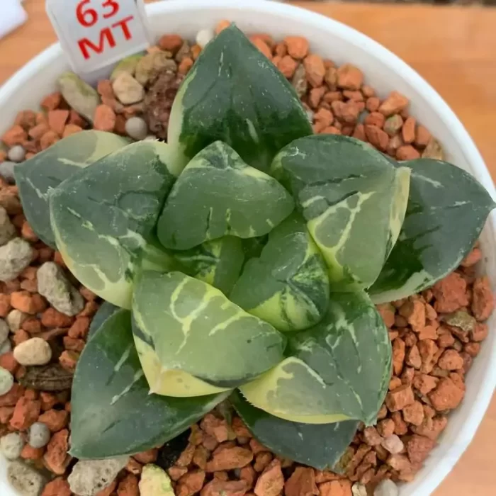 e201-212.webp Haworthia Moggica - Image 1