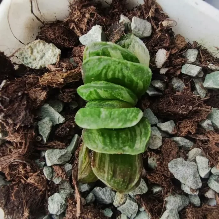 e201-213.webp Haworthia Truncata Variegated - Image 1