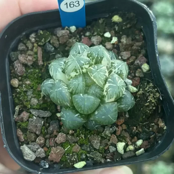 e201-214.webp Haworthia Plasticskin - Image 1