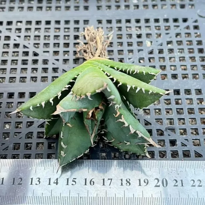 Agave White fire - Image 1