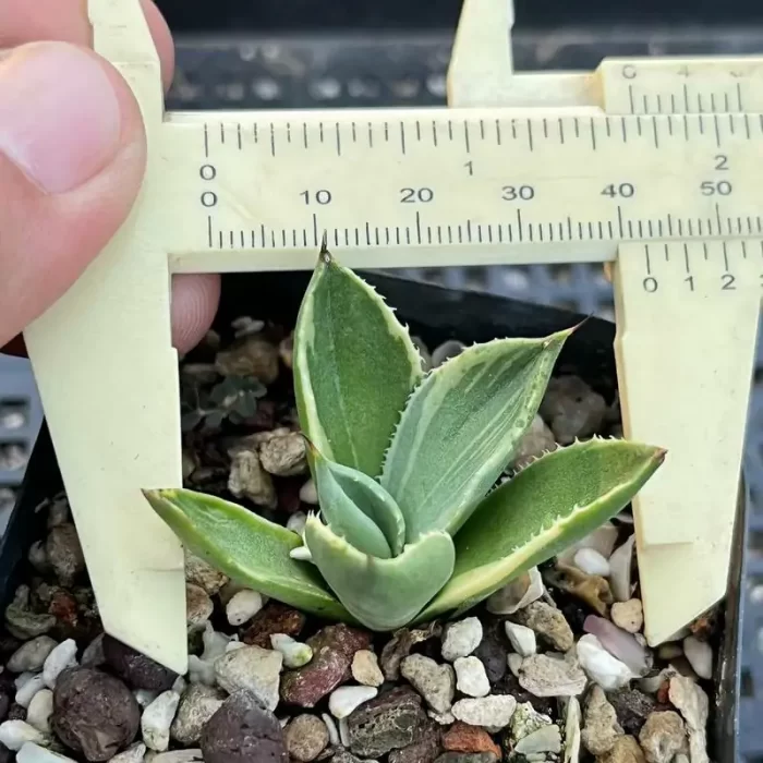 e201-217.webp Agave parryi - Image 1