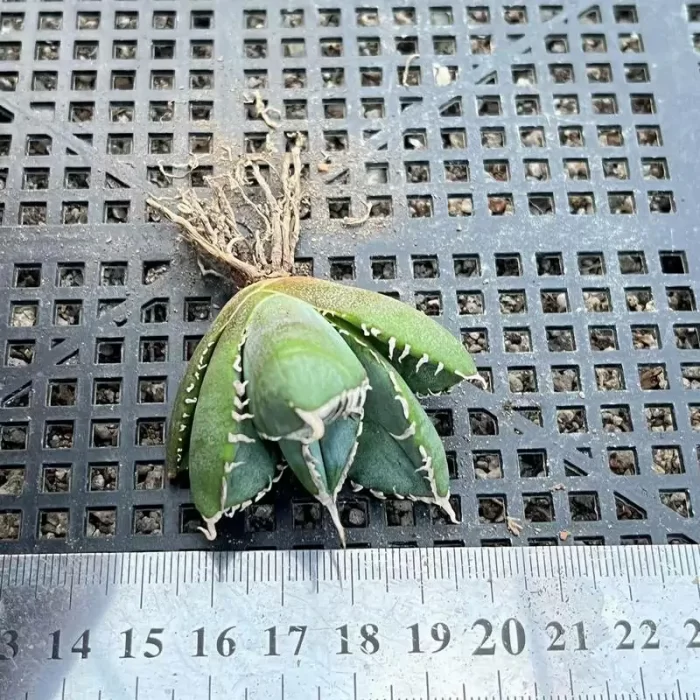 e201-218.webp Agave Kelibai - Image 1