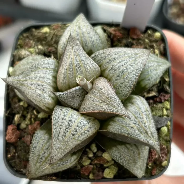 e201-22.webp Haworthia Splendens Natalie - Image 1