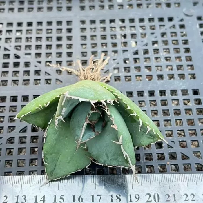 e201-220.webp Agave Kirby - Image 1