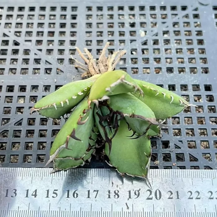 e201-221.webp Agave black whale - Image 1