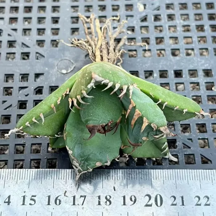 Agave Devil - Image 1