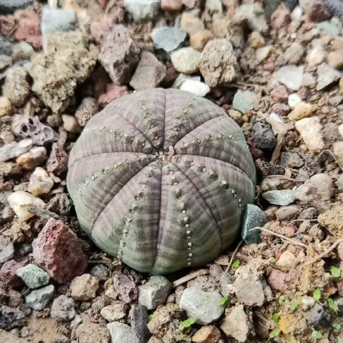 e201-223.webp Euphorbia-Obesa - Image 1
