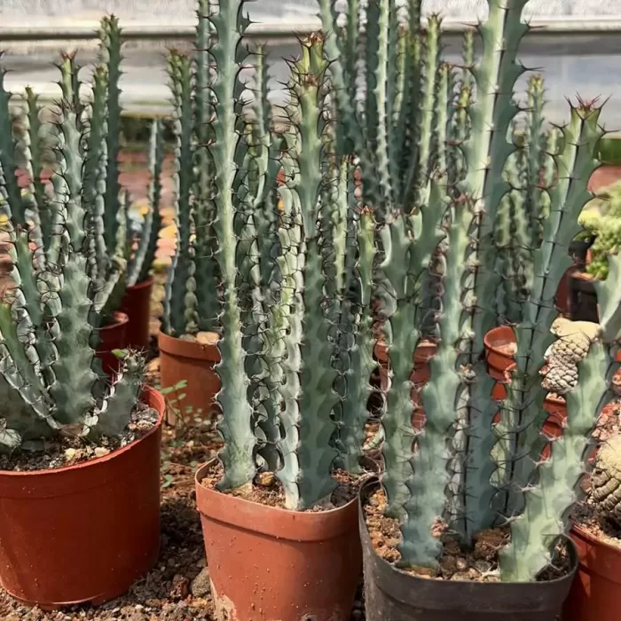 e201-224.webp Euphorbia-Green Microunicorn(5 Pieces) - Image 1