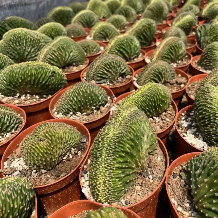 e201-225.webp Cactus-Trichocereus Black Kong Cristata - Image 1