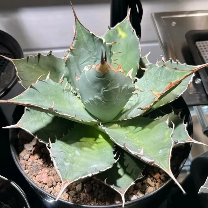 e201-229.webp Agave Southern Overlord - Image 1