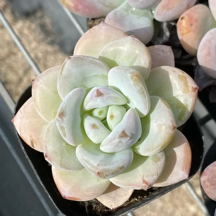 e201-234.webp Echeveria Star Snow - Image 1