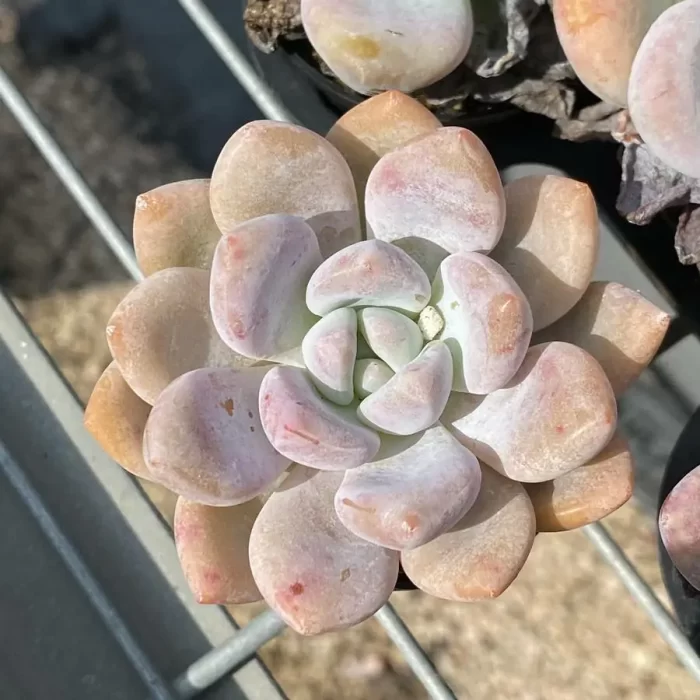 e201-236.webp Echeveria Monroe - Image 1