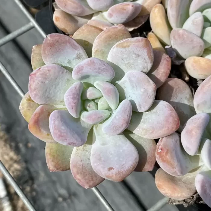 e201-238.webp Echeveria Moondancer - Image 1