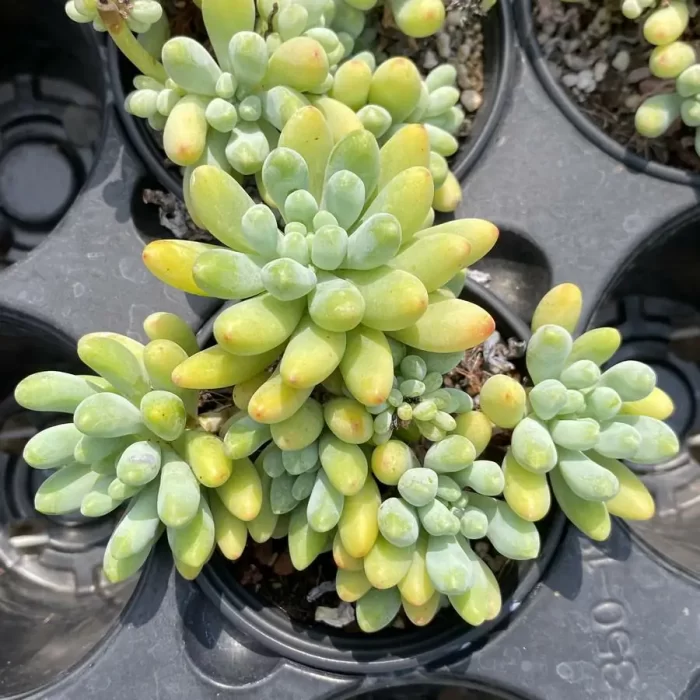 Sedum Glow Sticks Clustering - Image 1