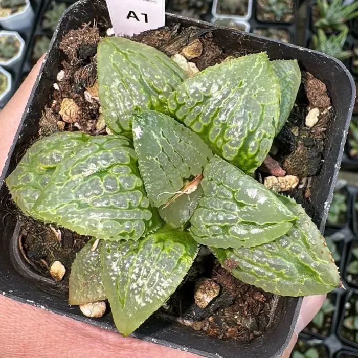 e201-24.webp Haworthia Malili - Image 1