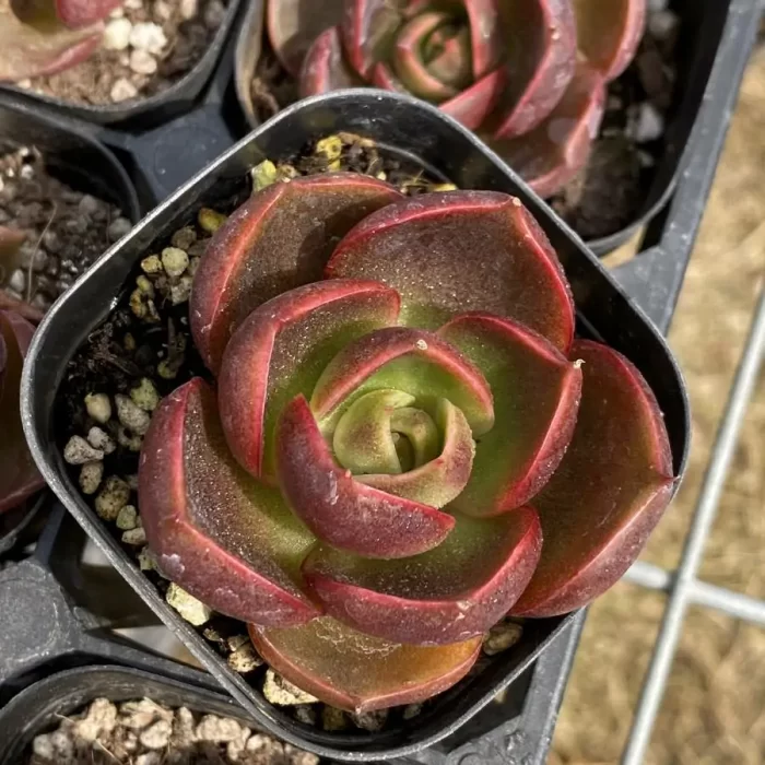 e201-240.webp Echeveria Red Light - Image 1