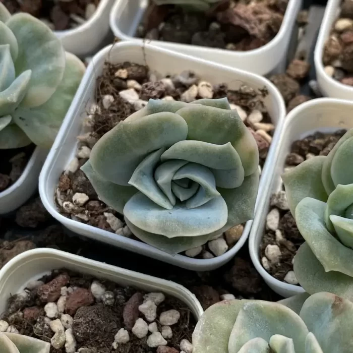 e201-243.webp Echeveria Lovely Rose Variegated - Image 1