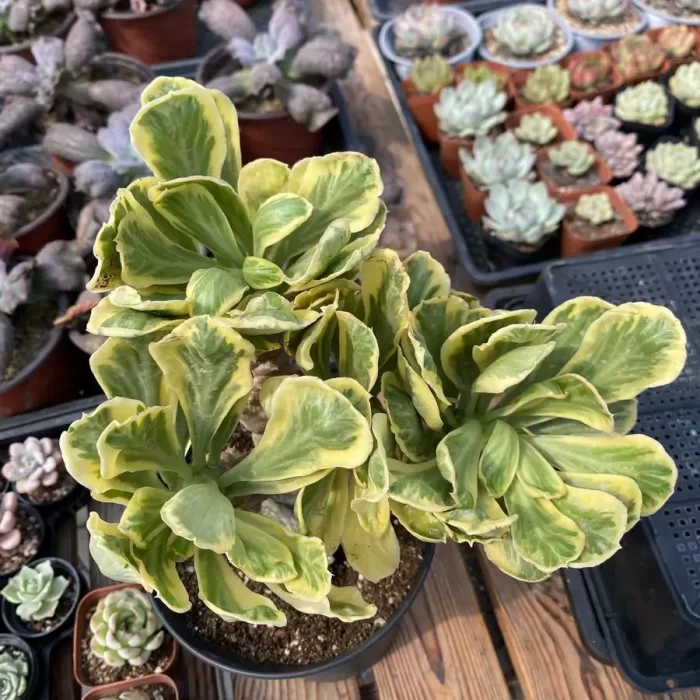 Euphorbia-poissonii Variegated (3-4heads) Clustering - Image 1