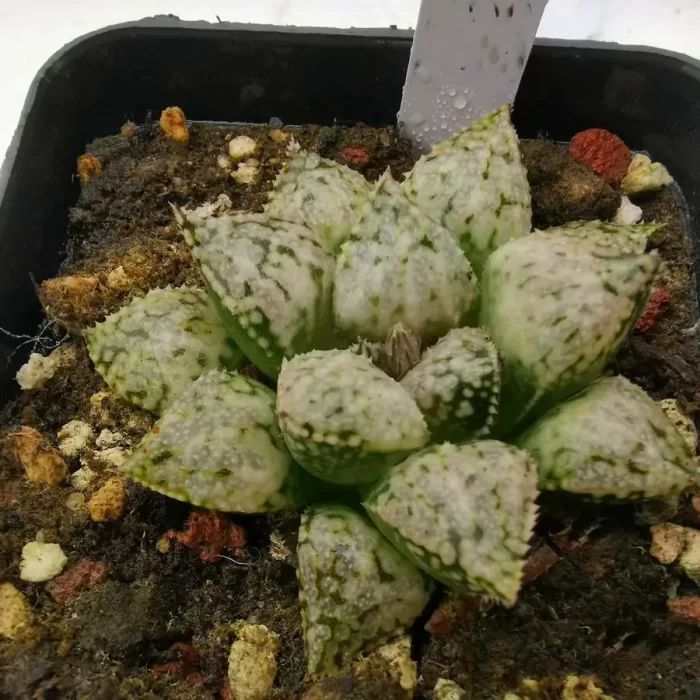 e201-245.webp Haworthia Retusa April Story - Image 1