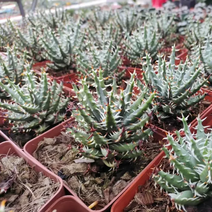 Aloe Erinacea - Image 1
