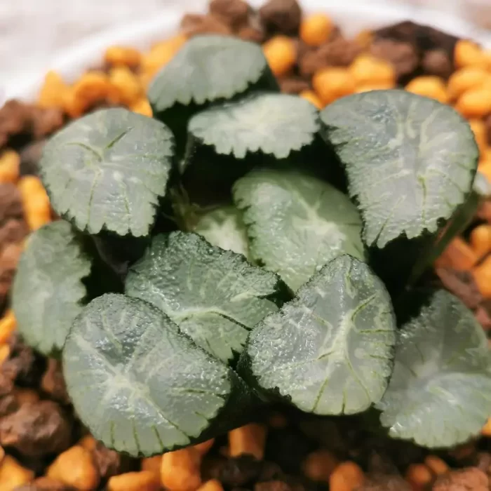 e201-247.webp Haworthia Maughanii Wind Valley - Image 1