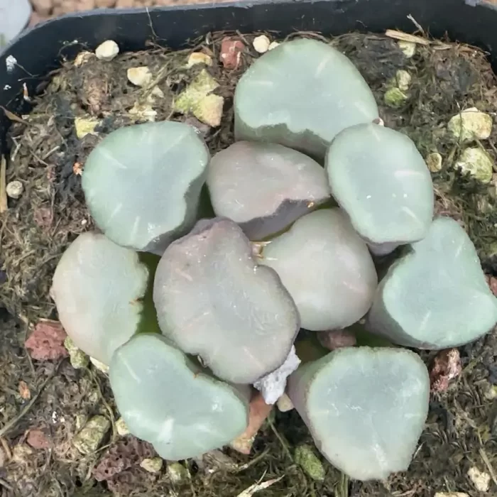 e201-248.webp Haworthia Maughanii Buddhism - Image 1