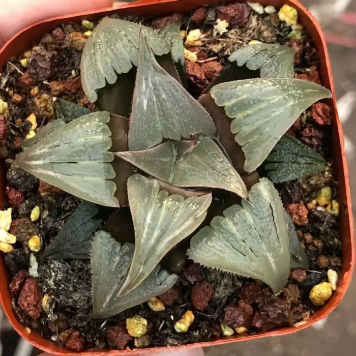 e201-249.webp Haworthia Retusa Spring Water Pattaya - Image 1