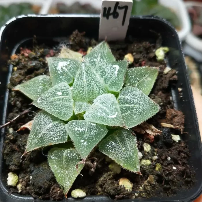 e201-25.webp Haworthia Magnifica Haihua - Image 1