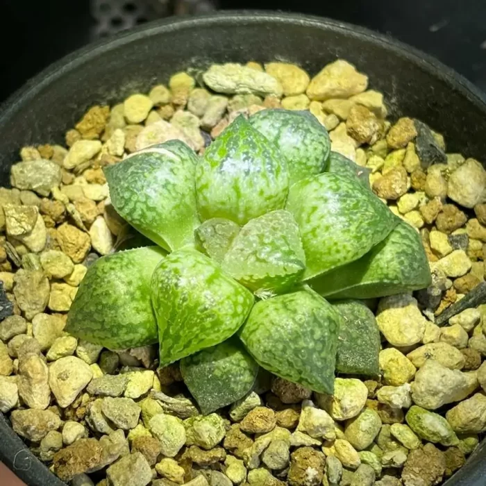 e201-250.webp Haworthia Retusa Green Beaver - Image 1