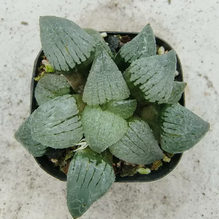 e201-252.webp Haworthia Retusa Sky Mirror - Image 1