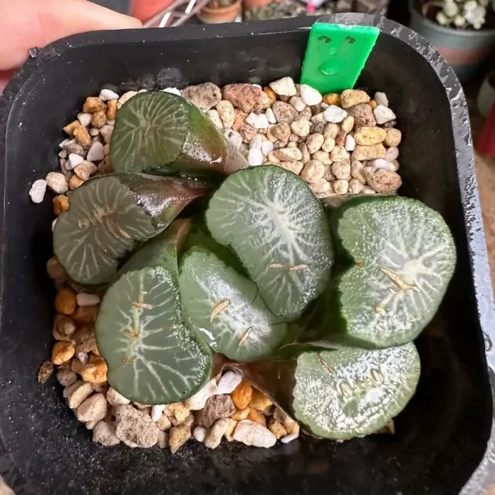 e201-254.webp Haworthia Maughanii Vulture Peak - Image 1