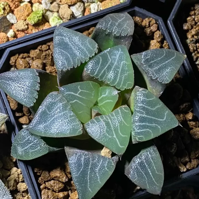 e201-255.webp Haworthia Retusa Myojin - Image 1