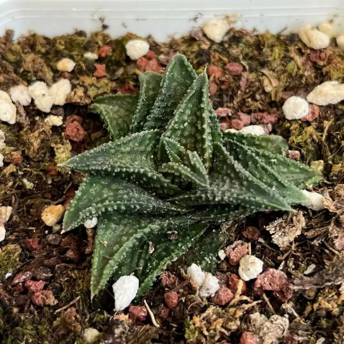 e201-259.webp Haworthia Onigawara - Image 1