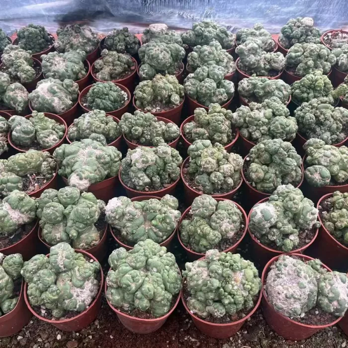 e201-261.webp Cactus-Echinocactus Ivory Monstrose - Image 1