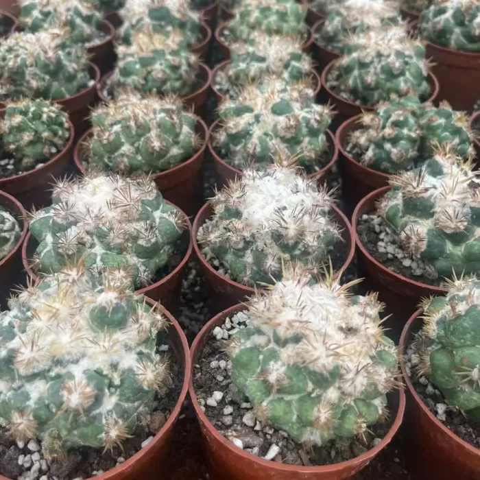 e201-262.webp Cactus-Echinocactus Thorned Ivory - Image 1