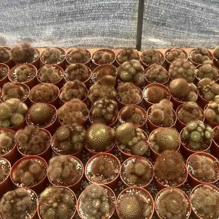 e201-263.webp Cactus-Sulcorebutia Baisi Nest Clustering - Image 1