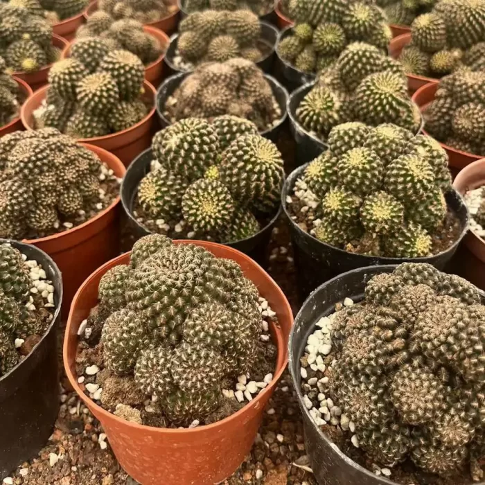 e201-264.webp Cactus-Sulcorebutia Black Widow Clustering - Image 1