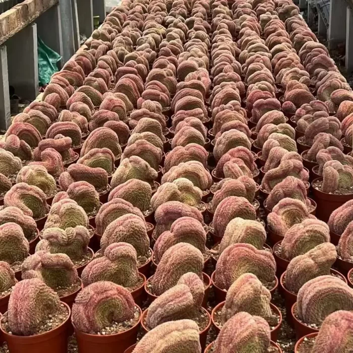 e201-266.webp Cactus-Echinocereus Rigidissimus Var.Cristata - Image 1