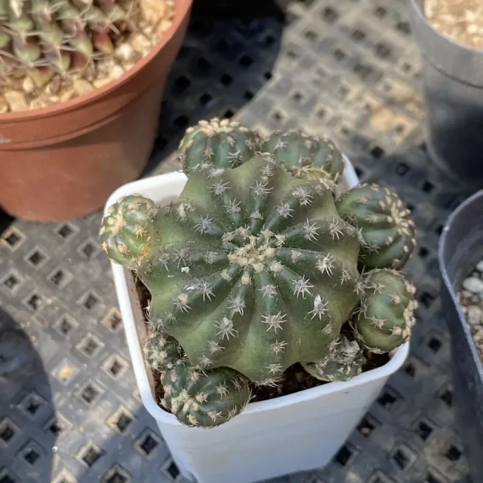 e201-267.webp Cactus-Zhaohe - Image 1