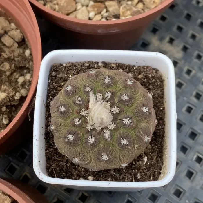 Cacti-Copiapoa lizard skin - Image 1
