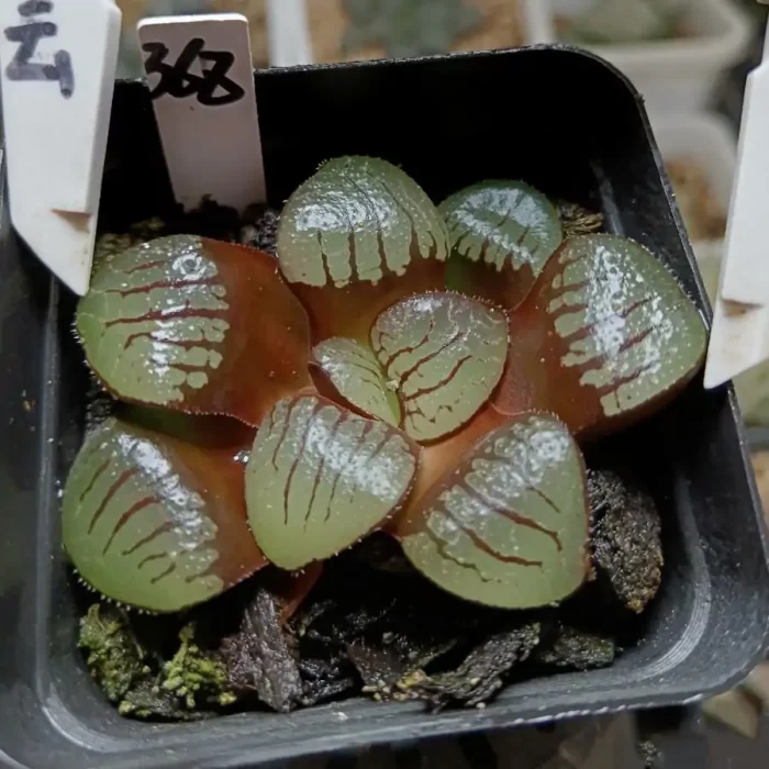 Haworthia Shi Pu - Image 1