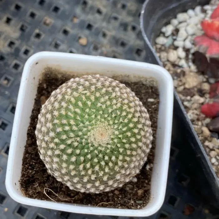 Cactus-Rebutia arenacea - Image 1