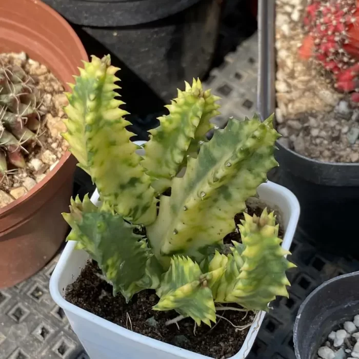 e201-272.webp Orbea Haw.Stapeliagigantea Variegated - Image 1