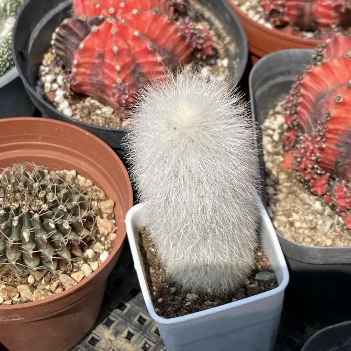 e201-273.webp Cactus-CleistoCactus-Strausii - Image 1