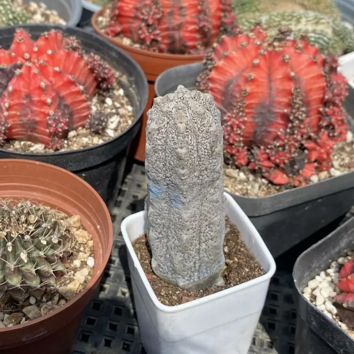 Euphorbia-abdelkuri - Image 1