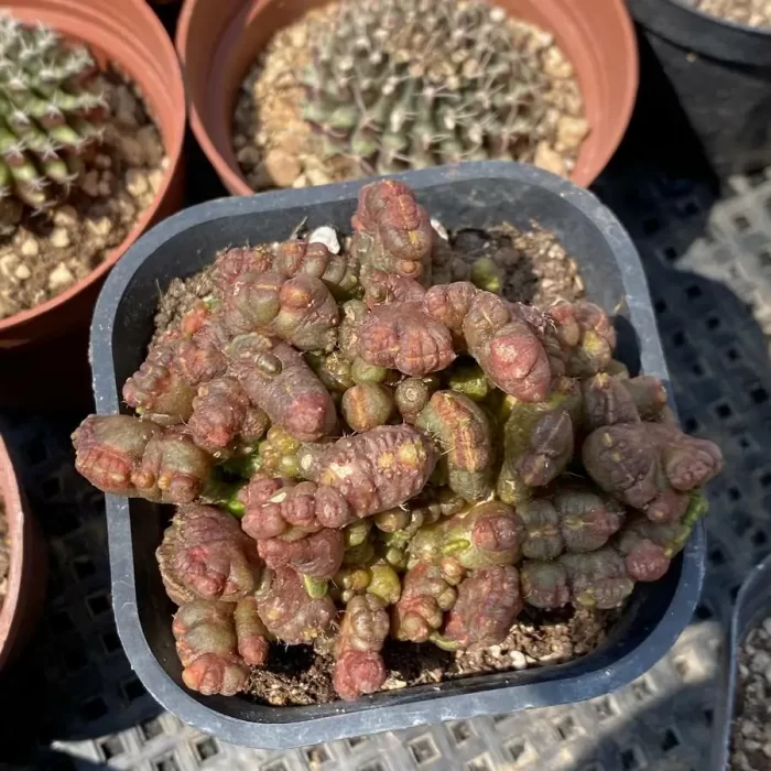 e201-275.webp Cactus-Mammillaria bocasana cv.Fred - Image 1