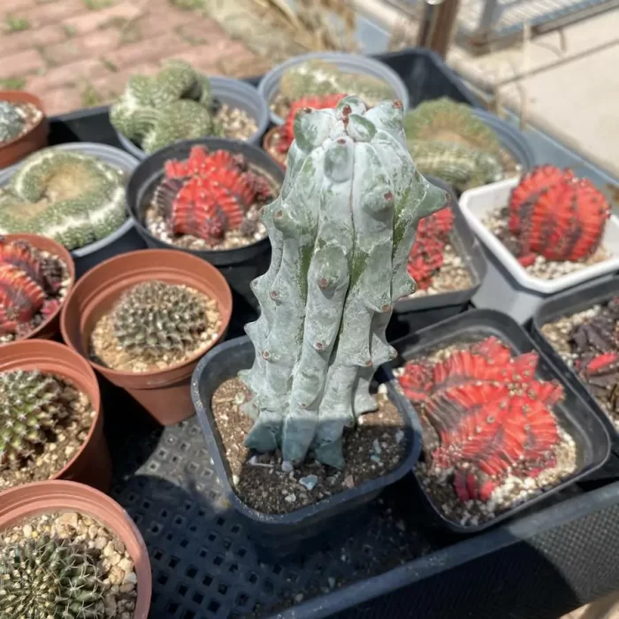 e201-276.webp Cactus-Stenocereus beneckei - Image 1