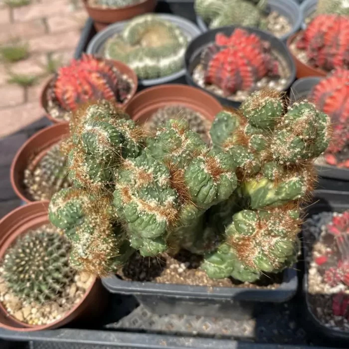 e201-278.webp Cactus-Cereus Peruvianus var. Monstruosus f. Variegatus - Image 1