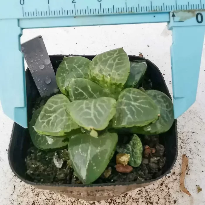 e201-286.webp Haworthia Ranbu Shou - Image 1