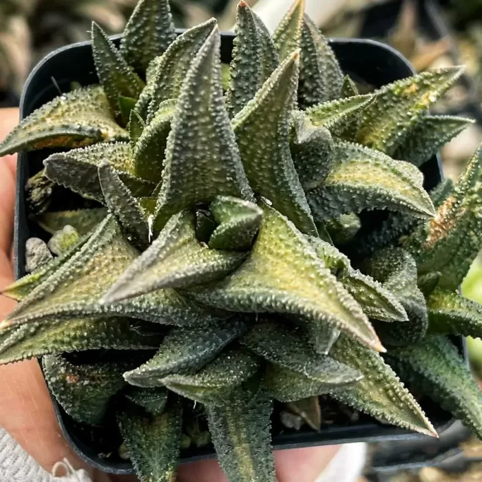 e201-289.webp Haworthia Onigawara Clustering - Image 1